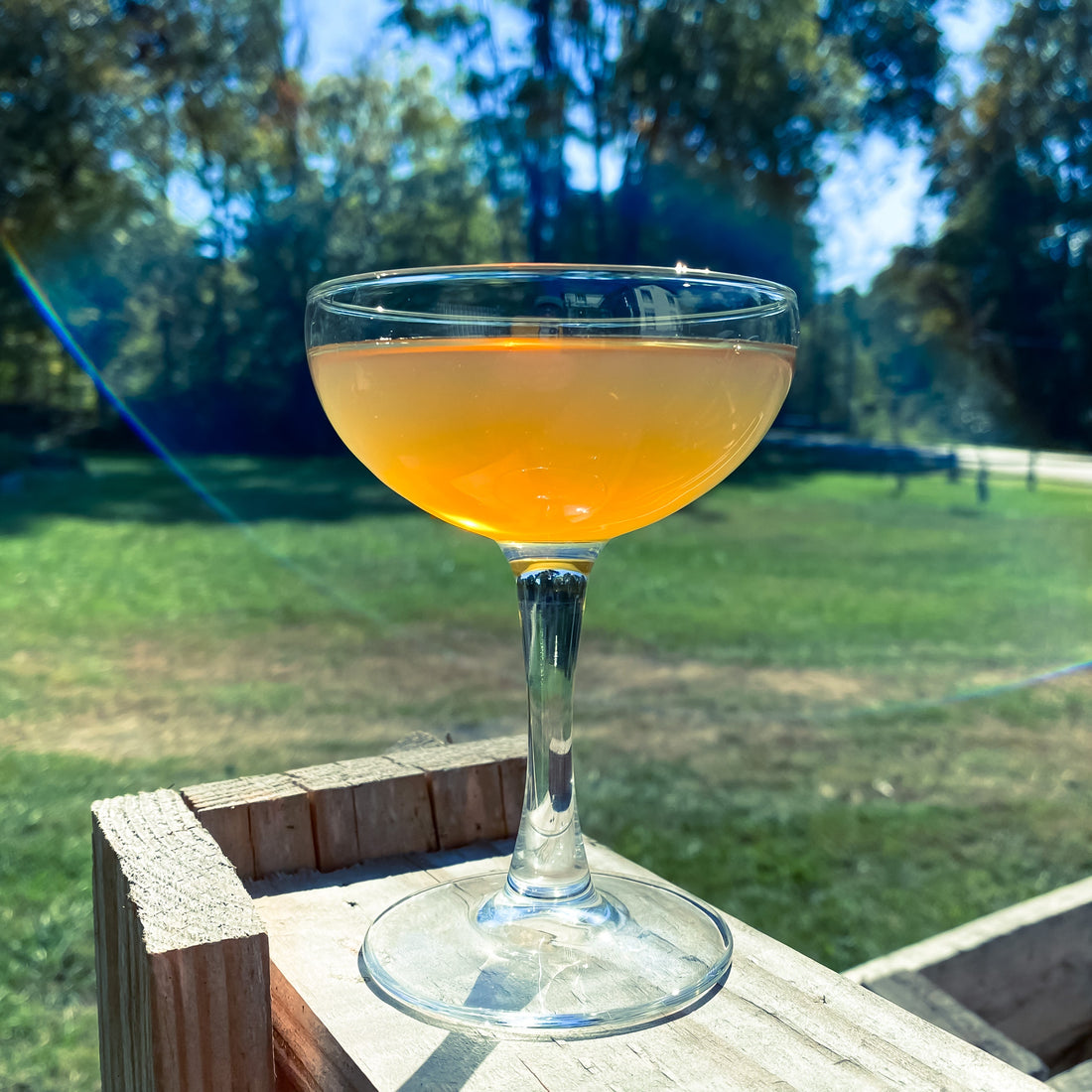 A Thistle Grows in Brooklyn