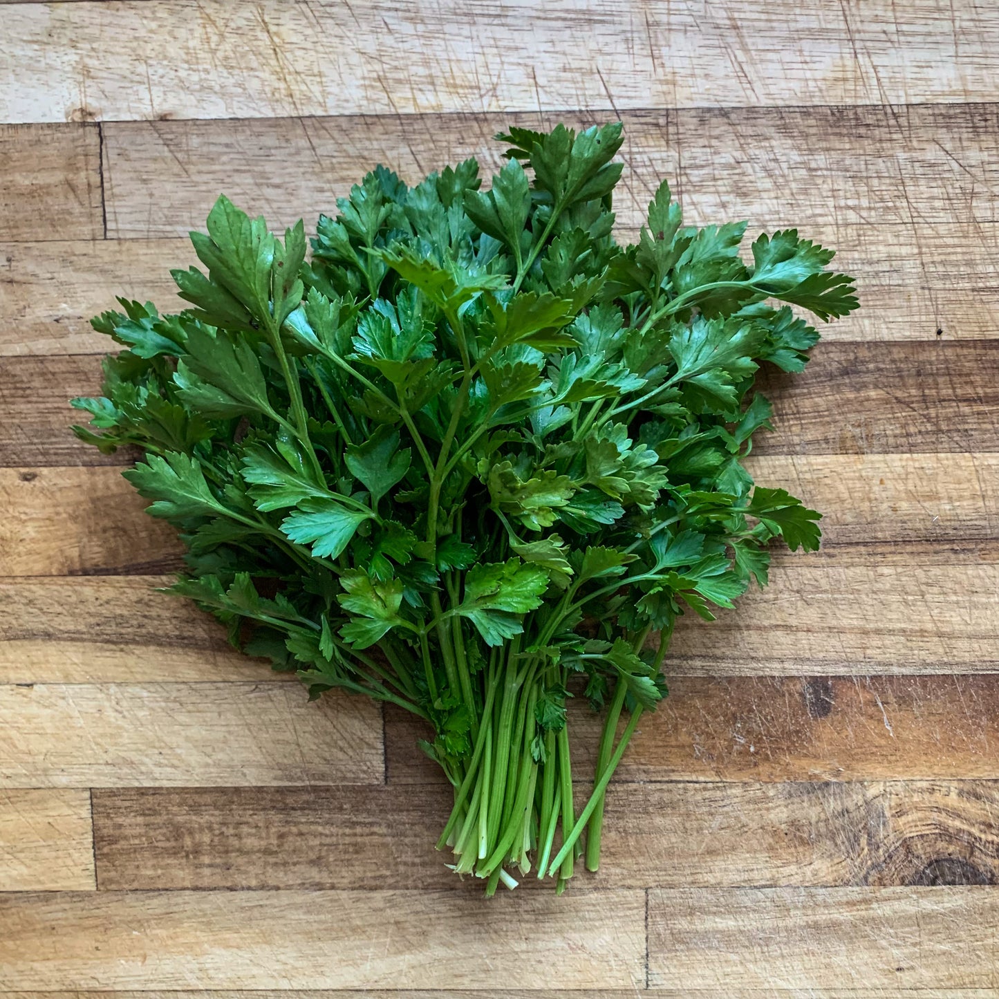 Italian Flat Parsley