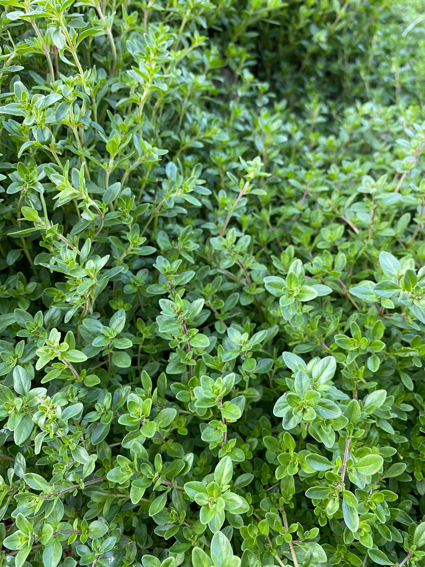 Thyme