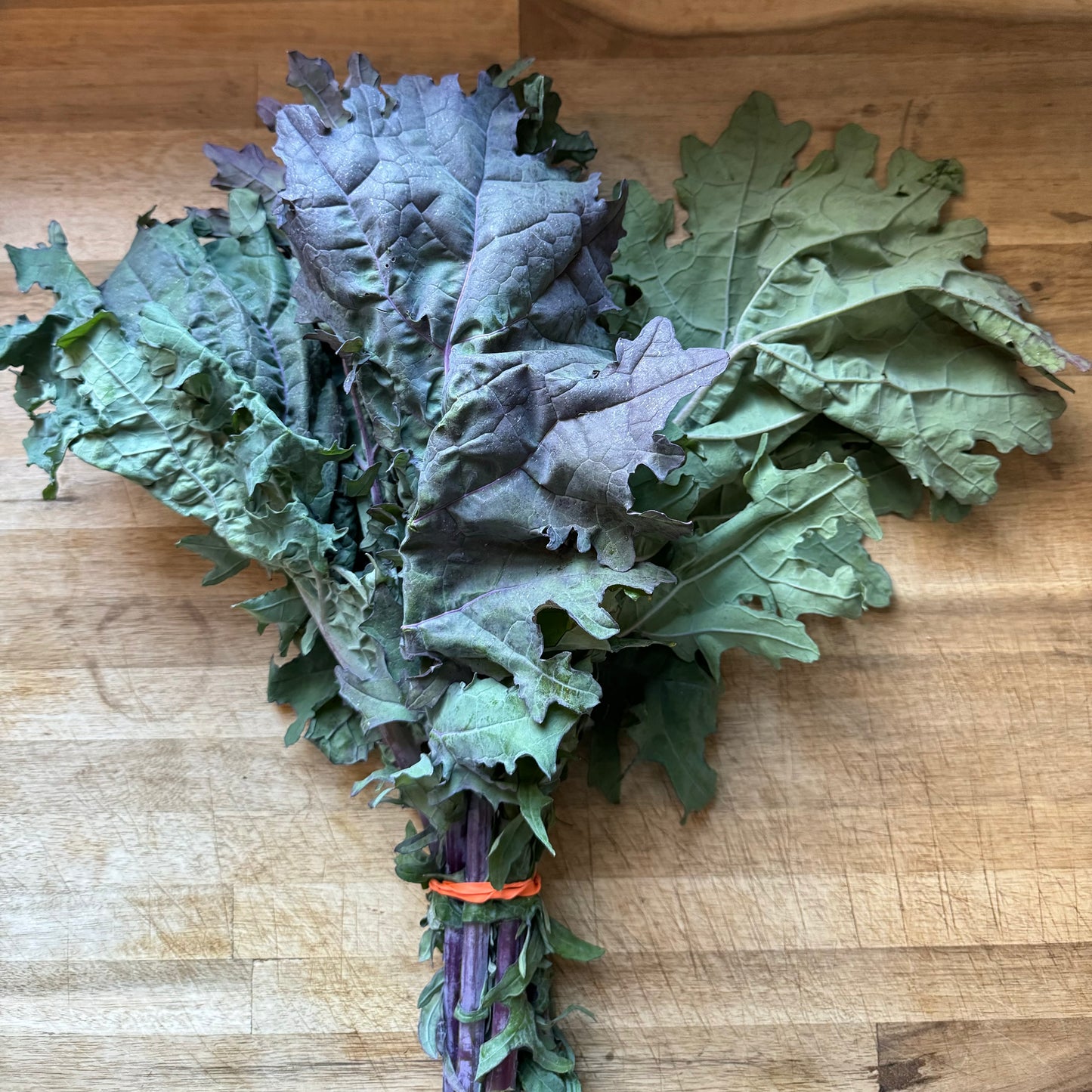 Red Russian Kale