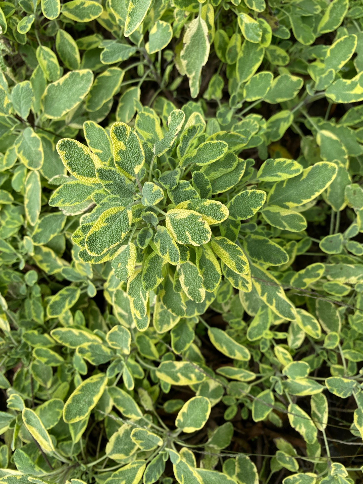 Variegated Sage